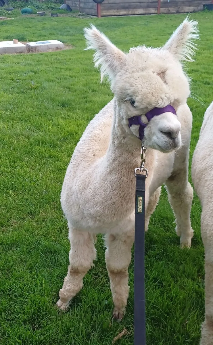 Male alpaca (14 months) - Image 4