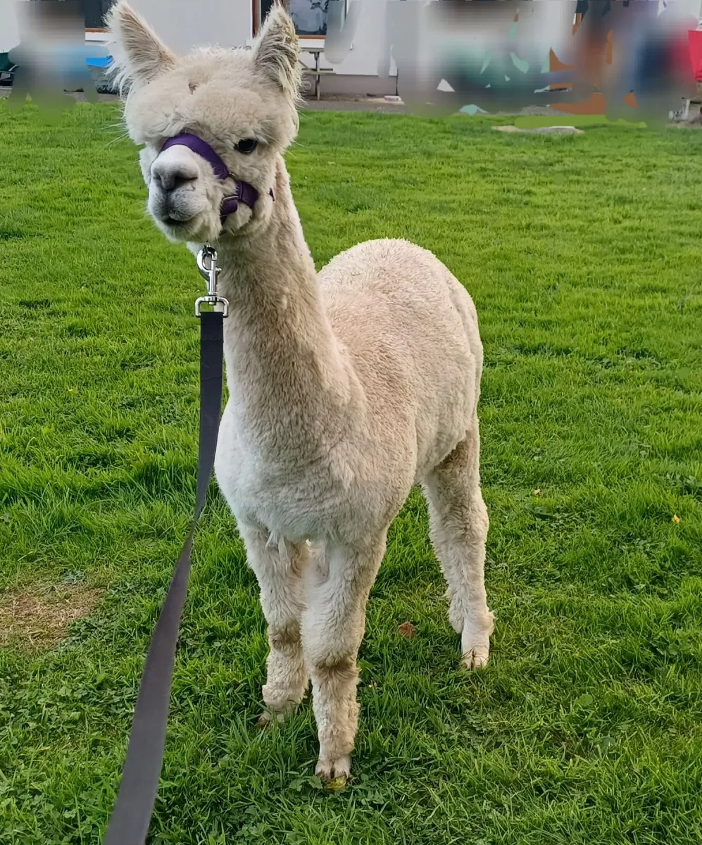 Male alpaca (14 months) - Image 1