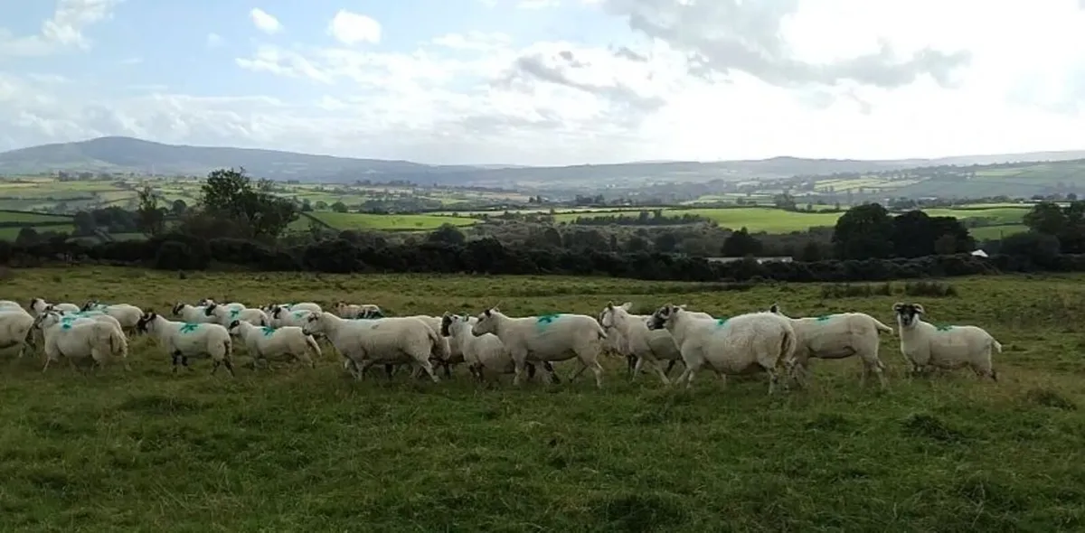 Breeding sheep - Image 1