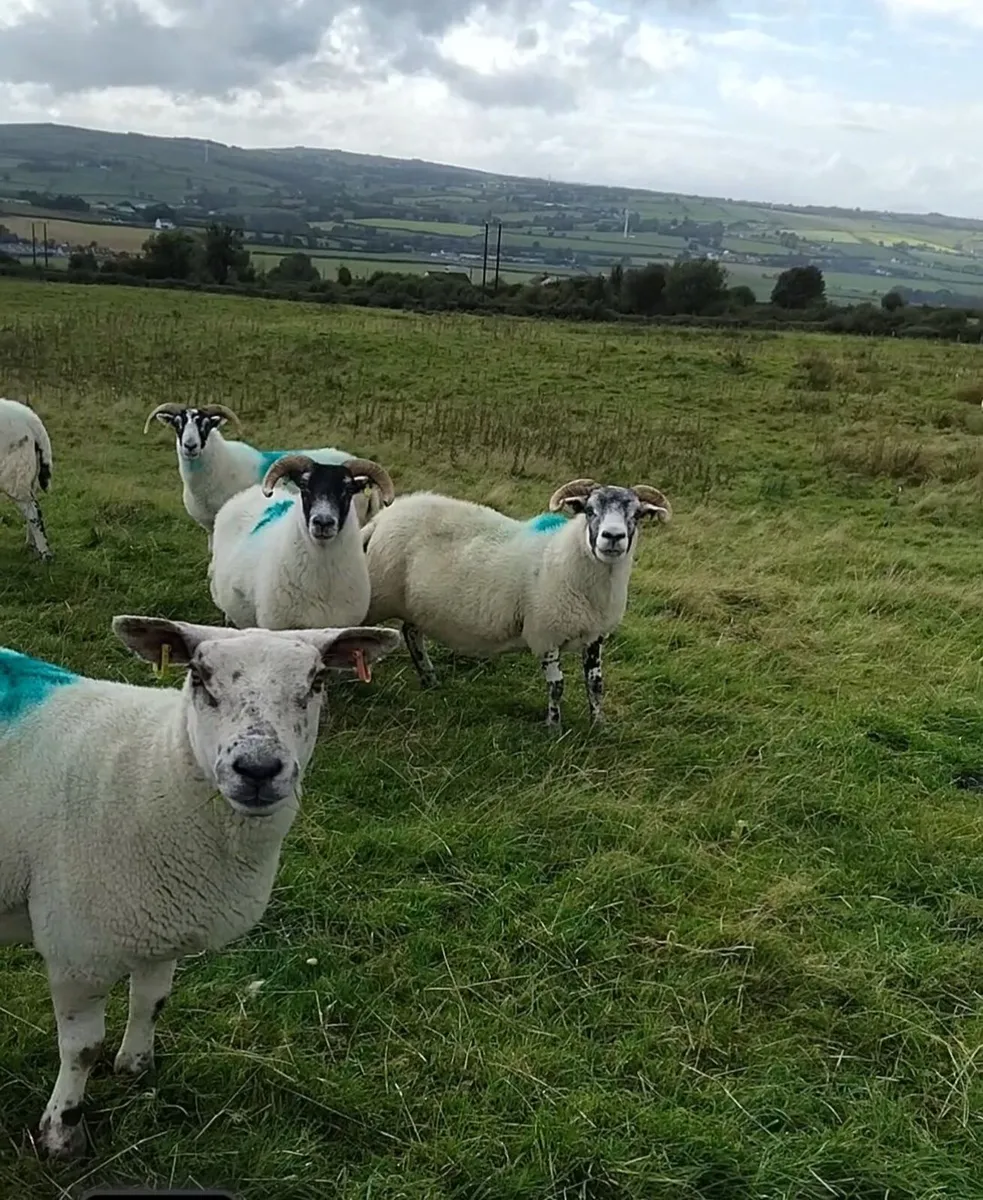Breeding sheep - Image 4
