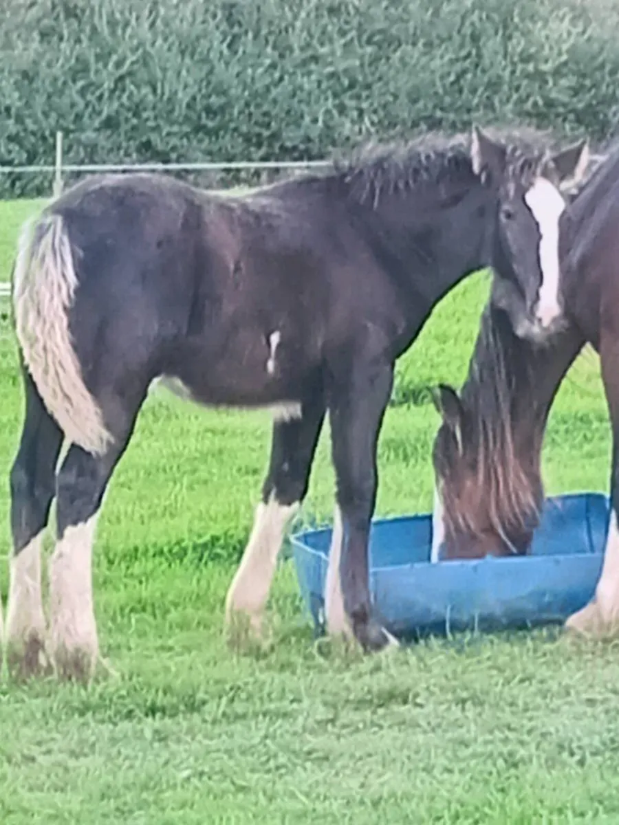 Colt foal - Image 3