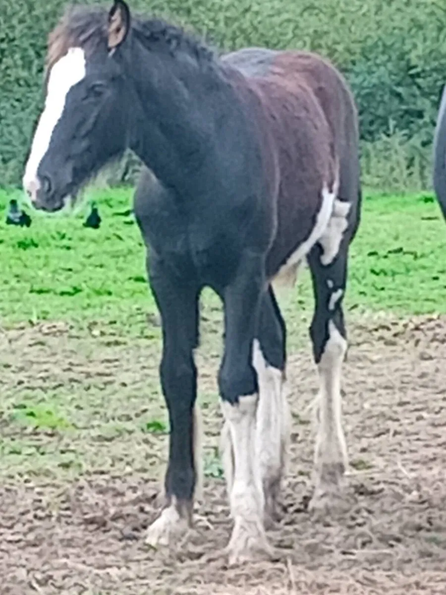 Colt foal - Image 4