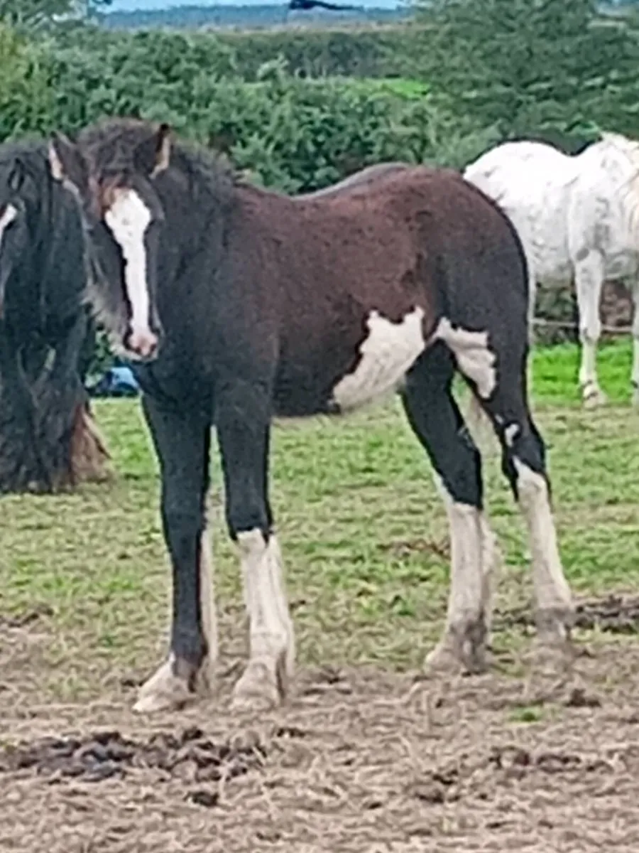 Colt foal - Image 2