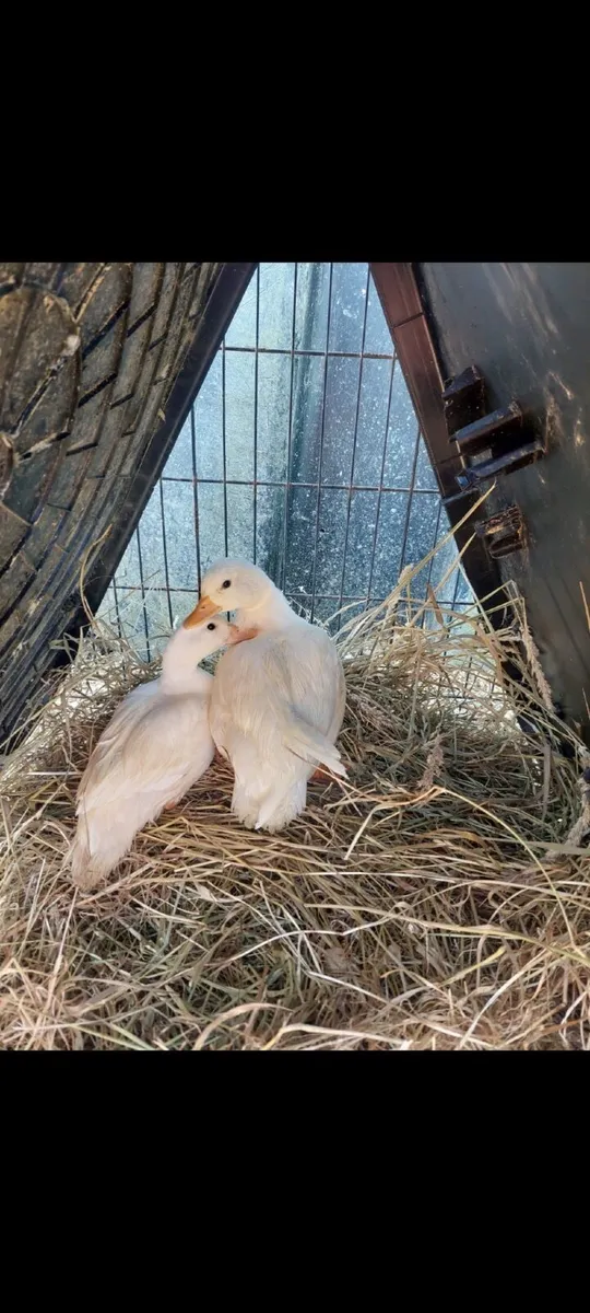 Ducks - Image 1