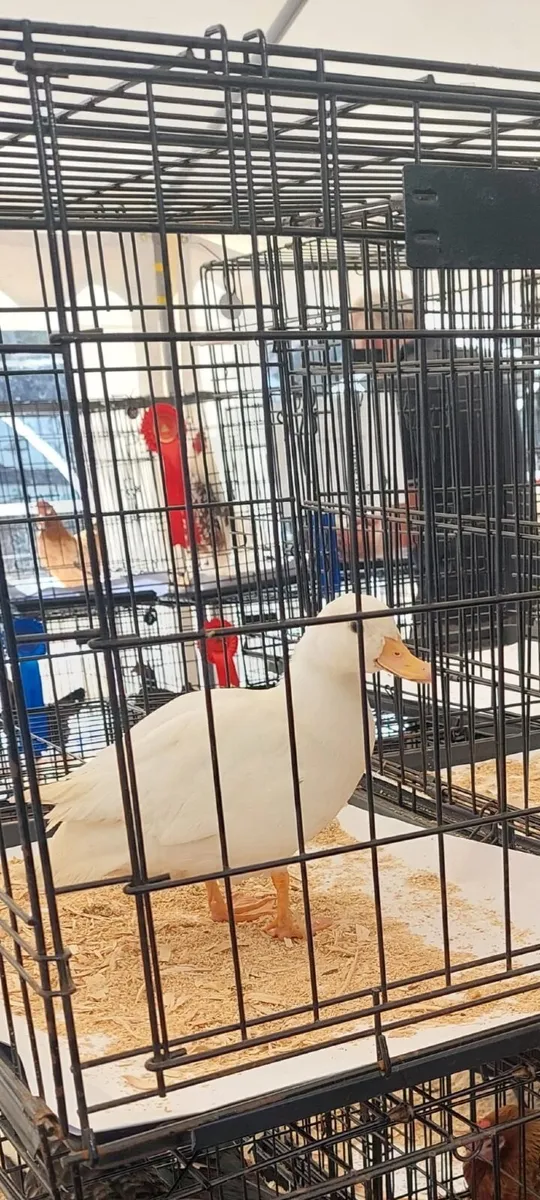 Ducks - Image 3