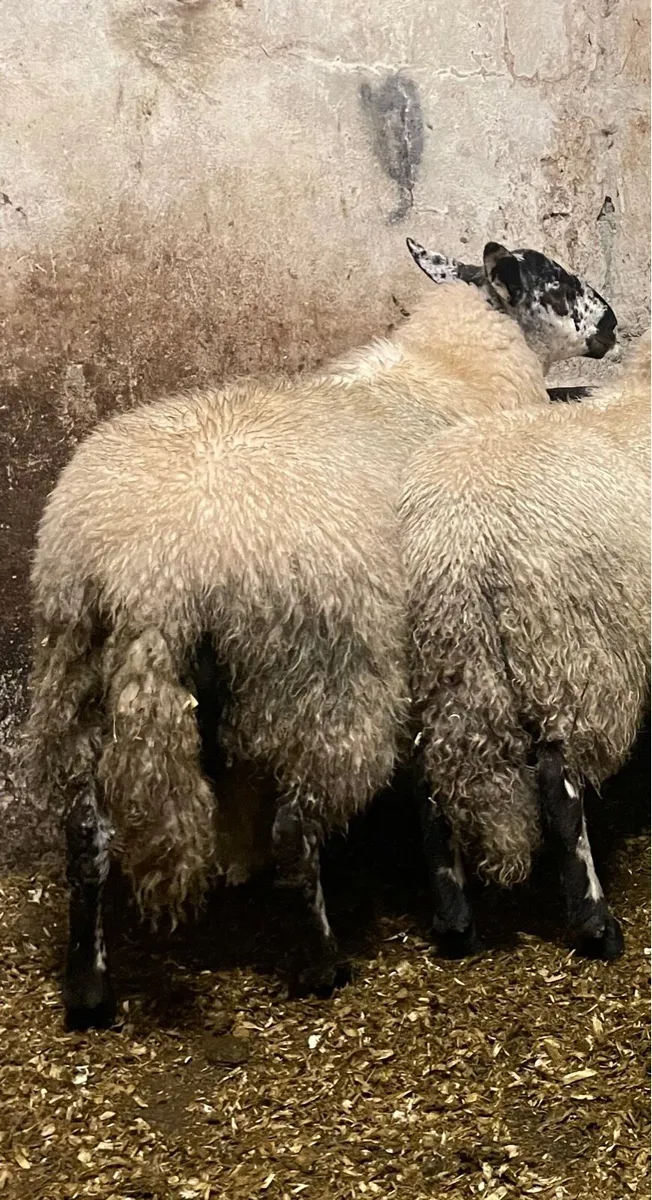 ⭐️ TIP LAMBS ⭐️ - Image 2