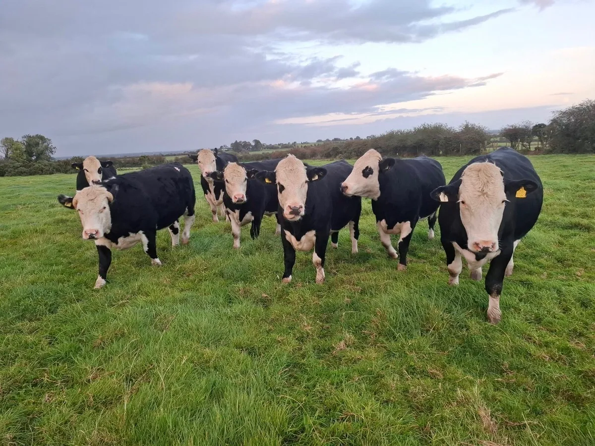 Tuam Mart 28th Sept AAX & HEX - Image 1