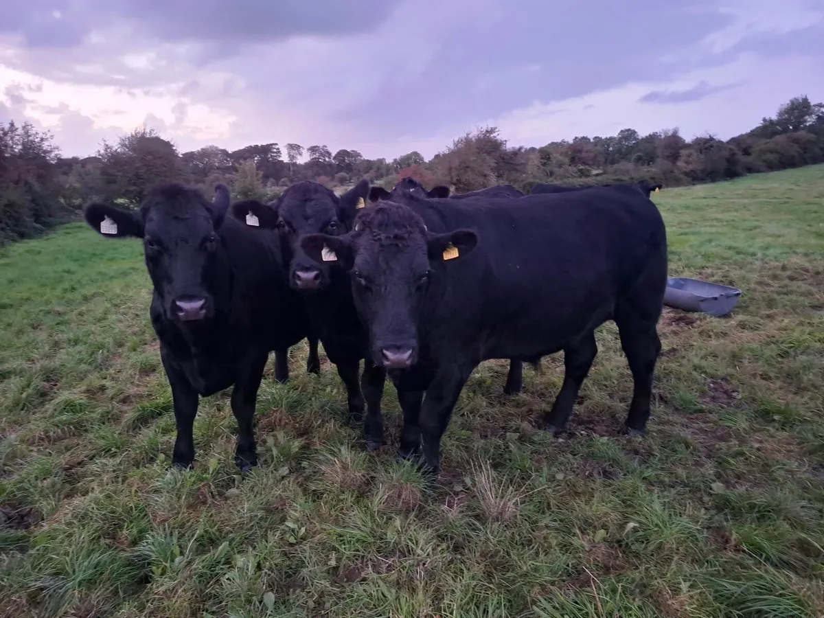 Tuam Mart 28th Sept AAX & HEX - Image 2