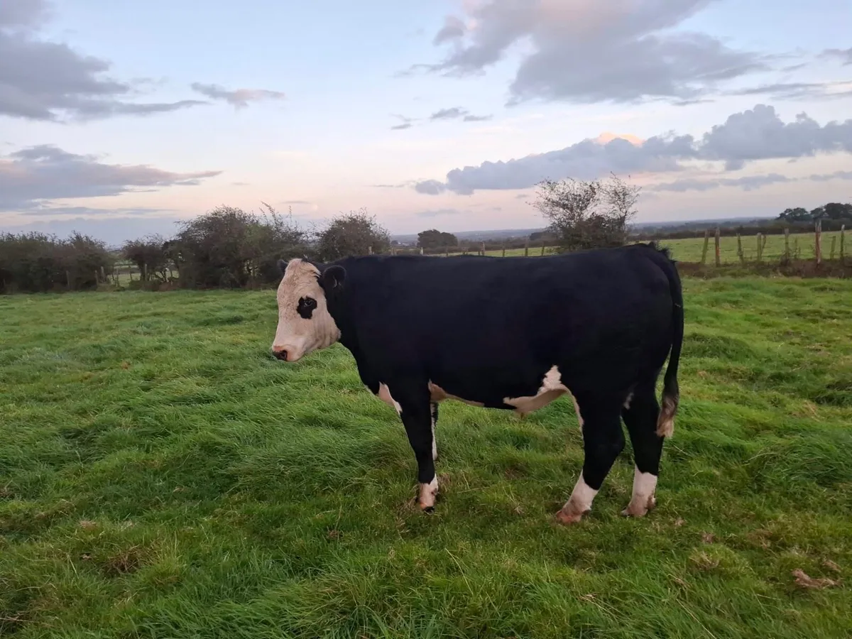 Tuam Mart 28th Sept AAX & HEX - Image 3