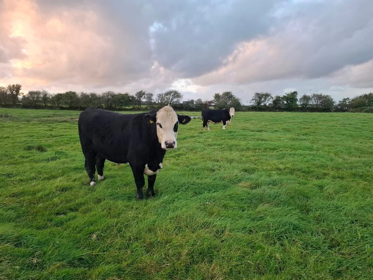 Tuam Mart 28th Sept AAX & HEX - Image 4