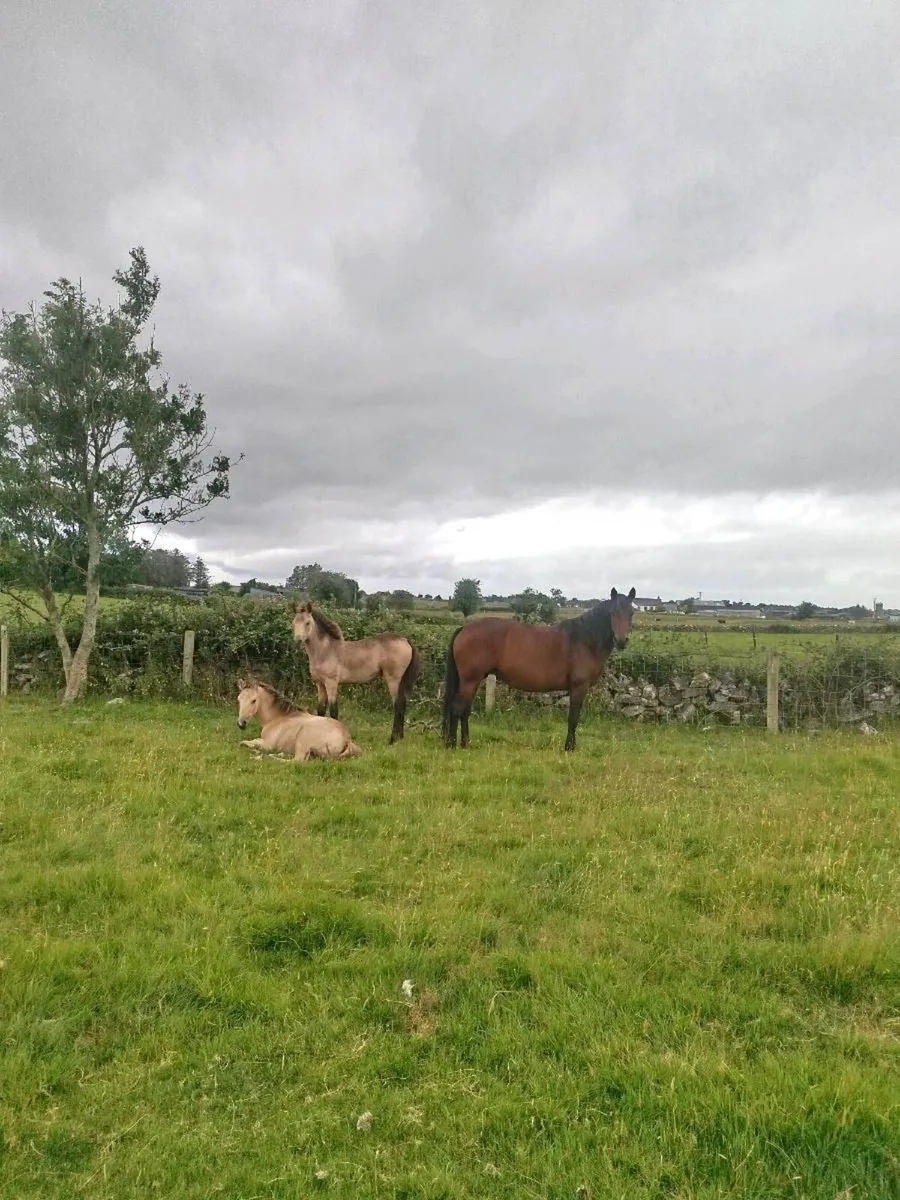 Full Connemara filly foal and option to buy mare - Image 4