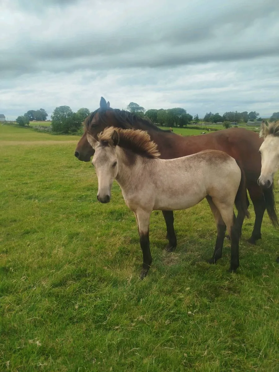 Full Connemara filly foal and option to buy mare - Image 1