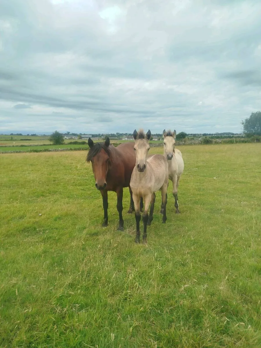 Full Connemara filly foal and option to buy mare - Image 2
