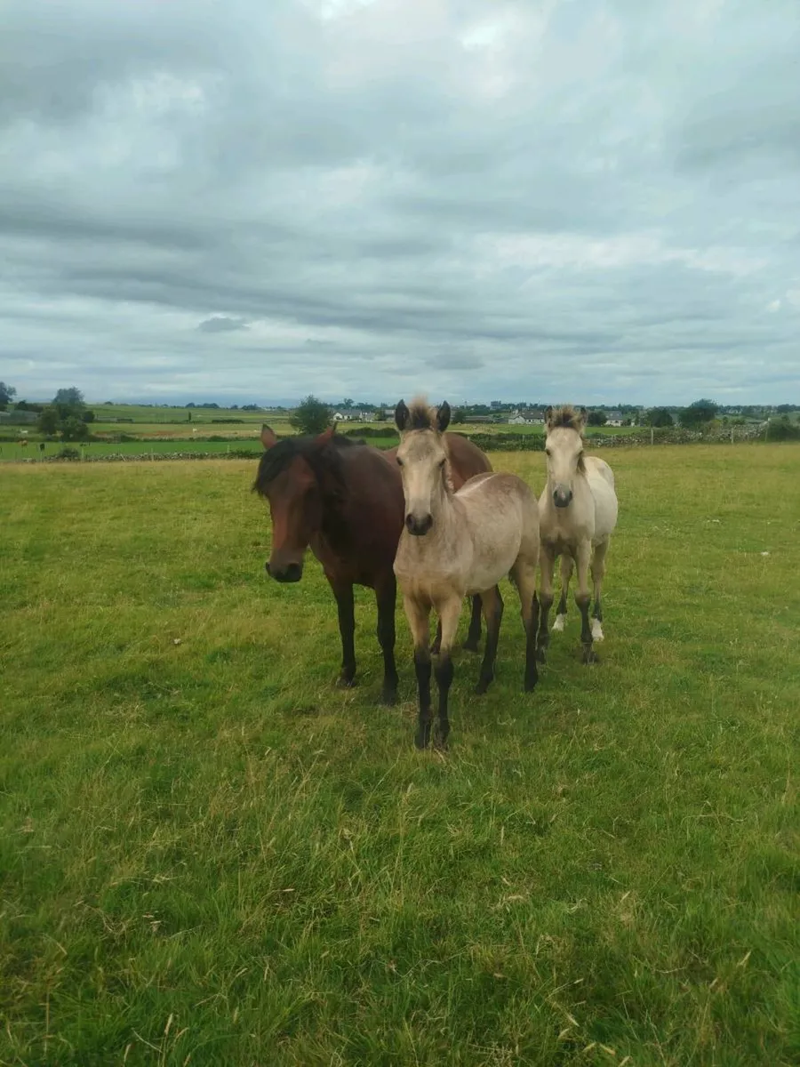 Full Connemara filly foal and option to buy mare - Image 3
