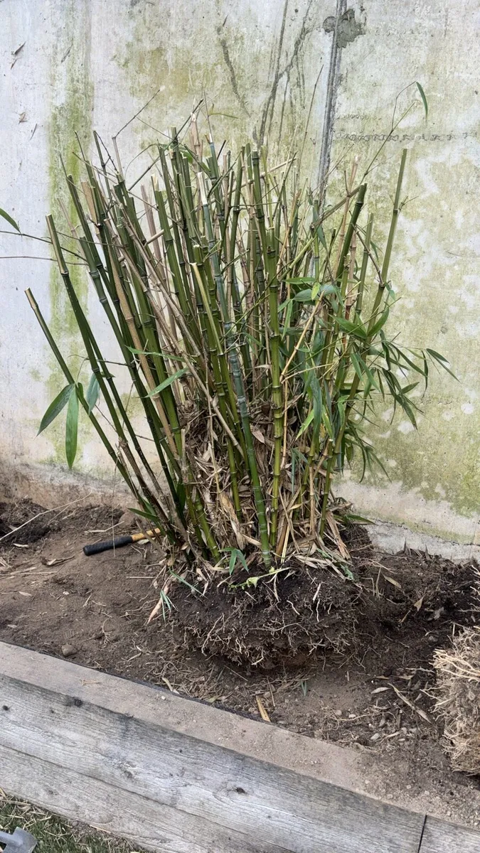 Mature Bamboo Clumps - Image 2
