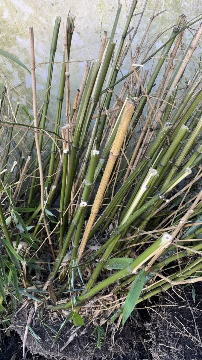 Mature Bamboo Clumps - Image 3