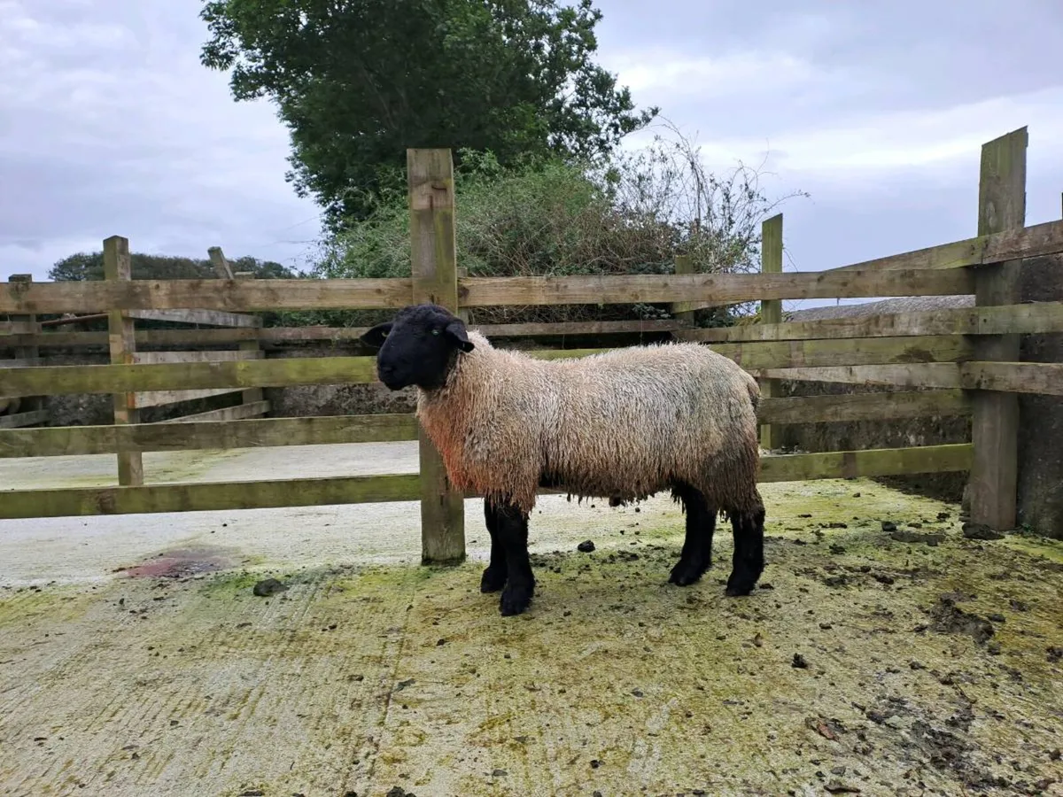 Pure Bred Suffolk Ram Lamb - Image 2