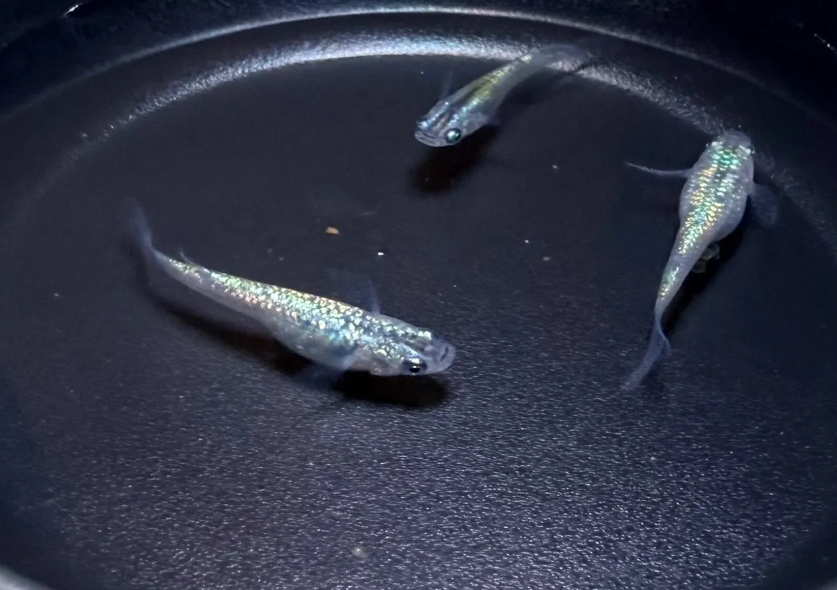 Japanese Medaka Rice Fish – Fertilised Eggs - Image 1