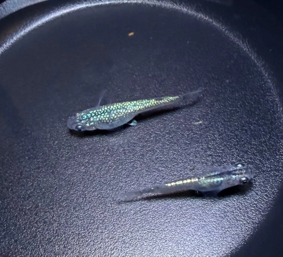 Japanese Medaka Rice Fish – Fertilised Eggs - Image 2