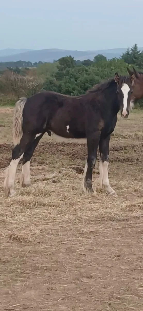 Colt foal - Image 1