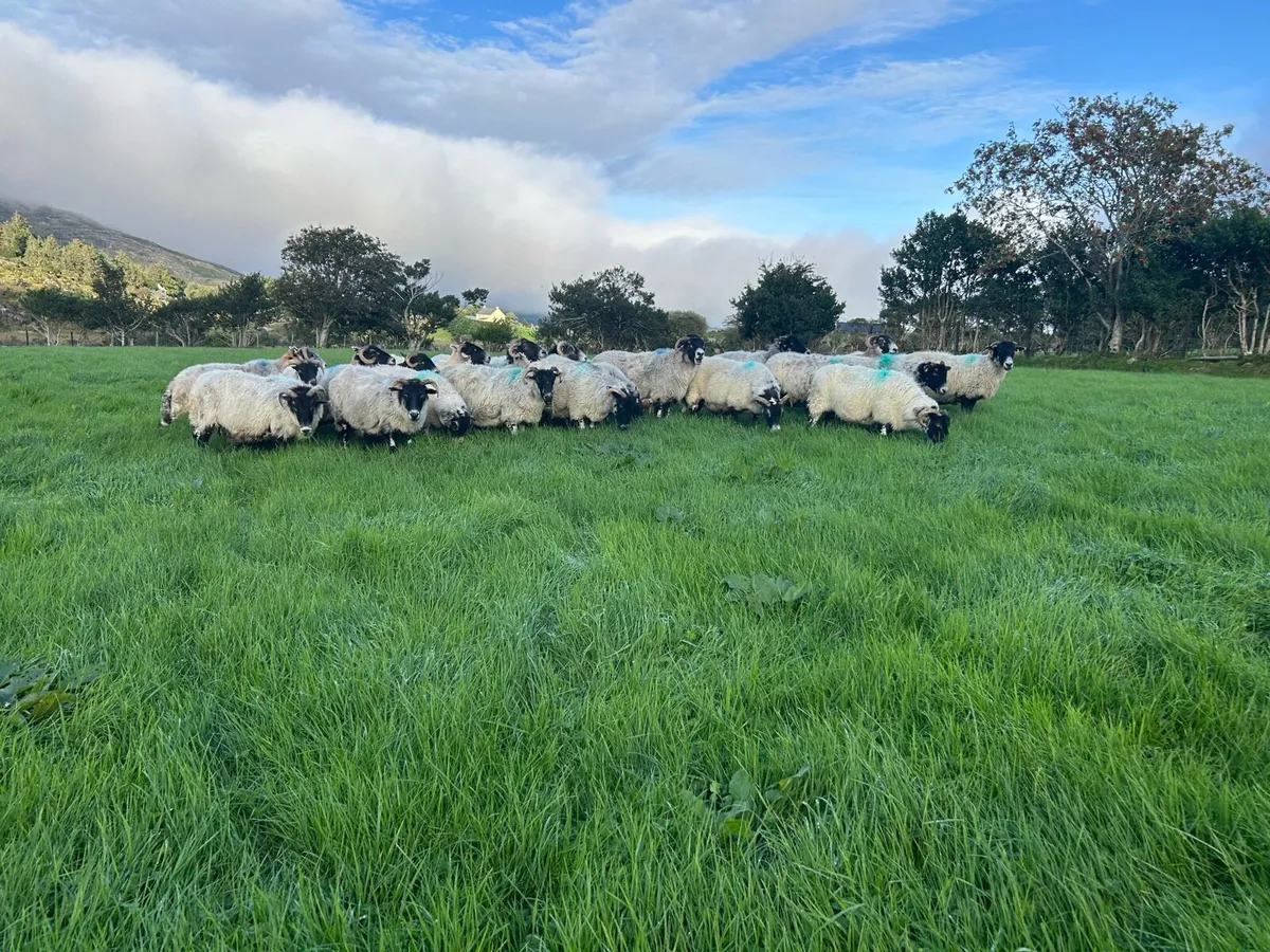 Broken mouth Breeding ewes - Image 1