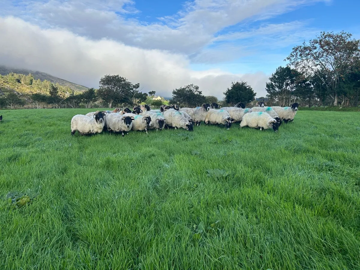 Broken mouth Breeding ewes - Image 2