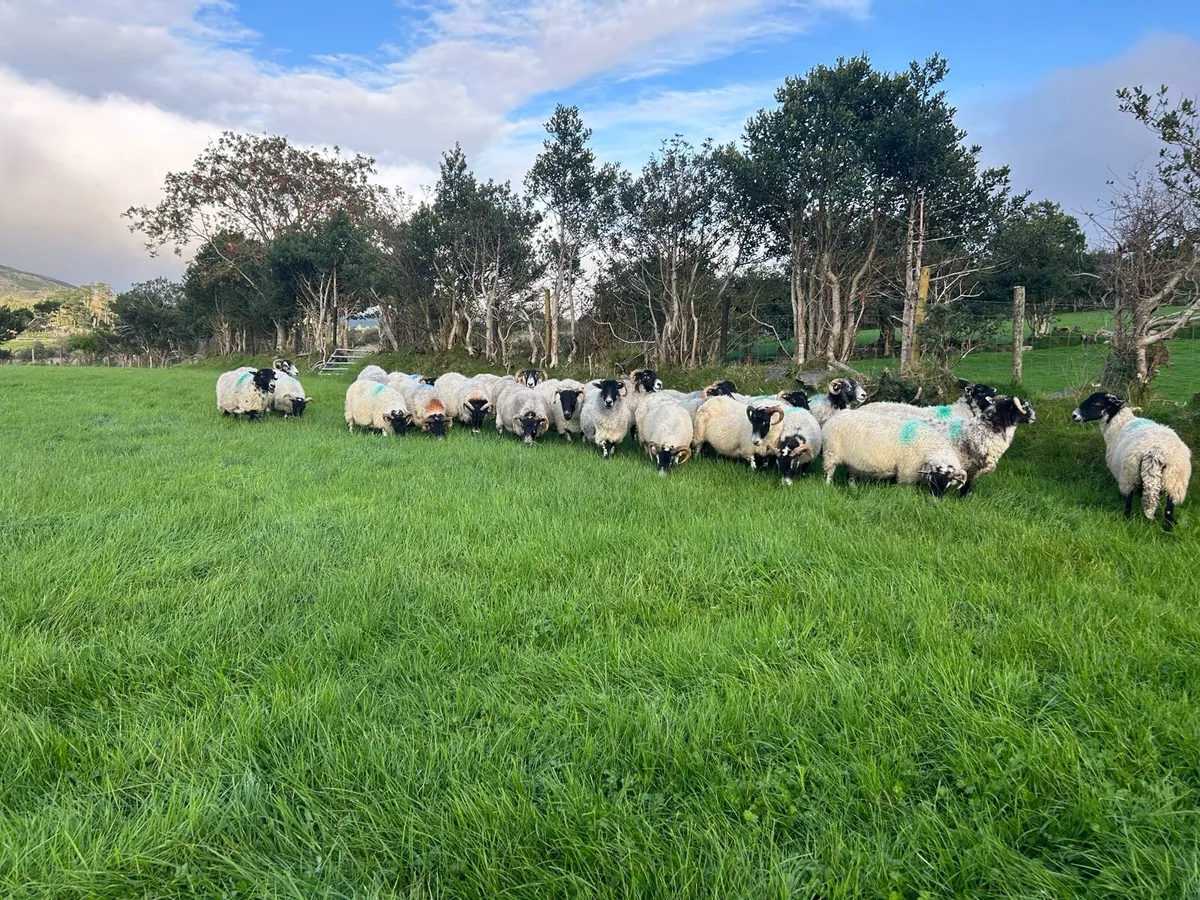 Broken mouth Breeding ewes - Image 3