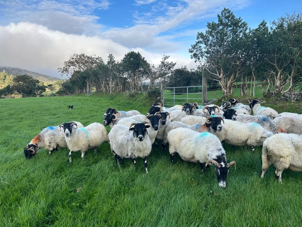 Broken mouth Breeding ewes - Image 4