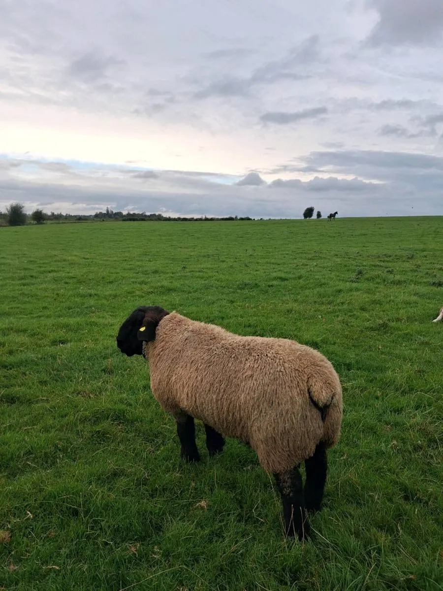 Rams - Image 4