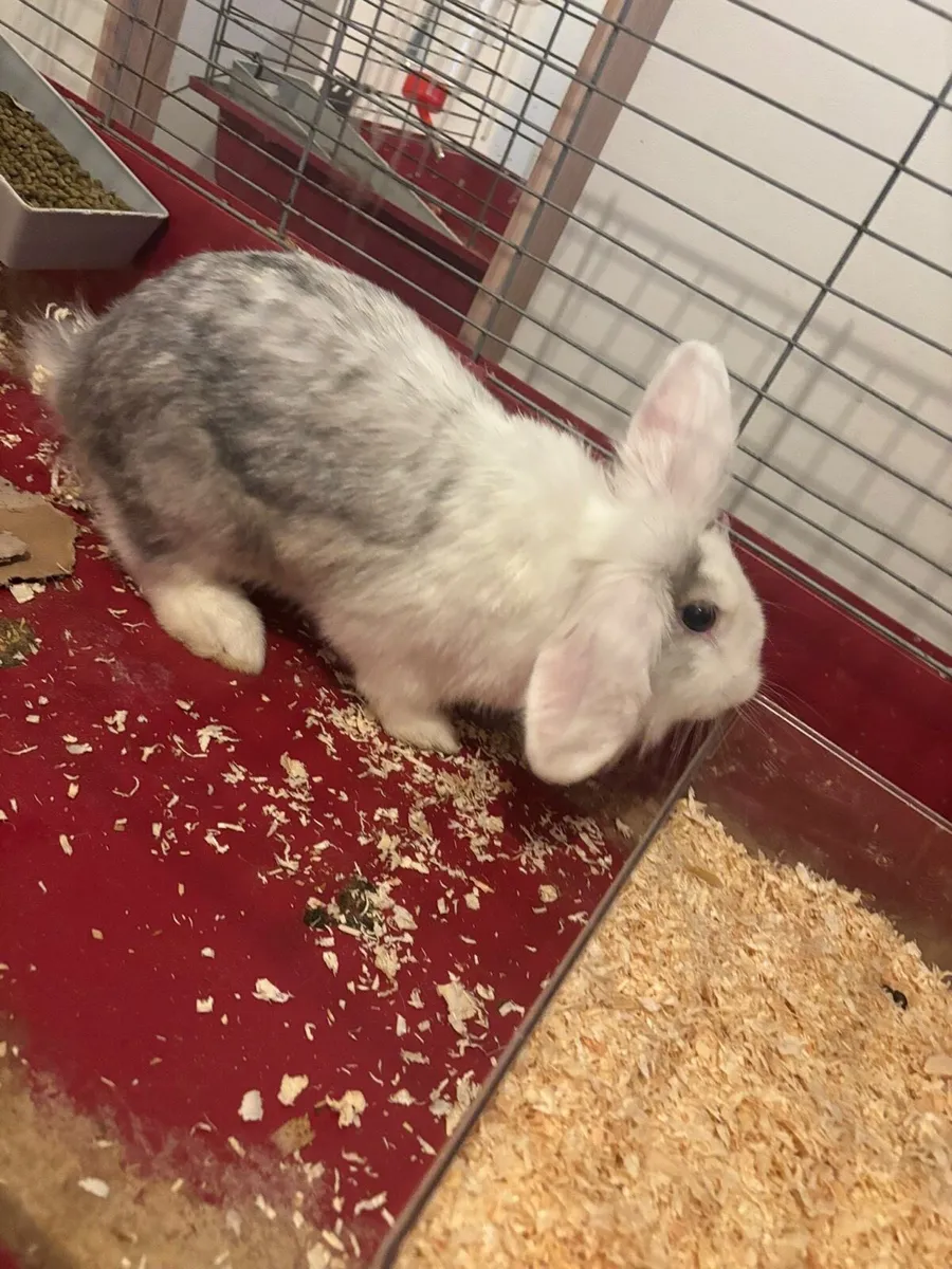 Lop eared doe - Image 2