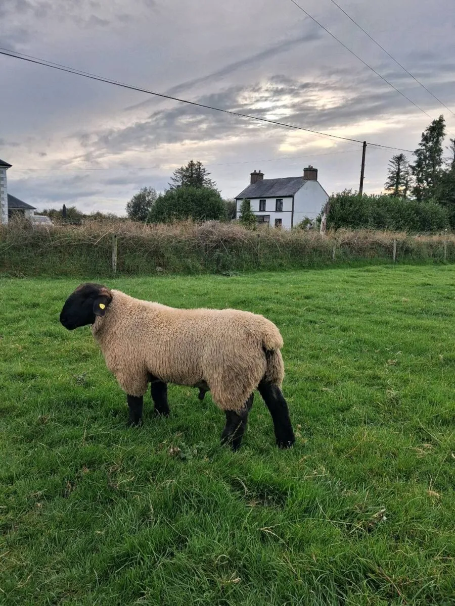 Rams - Image 1