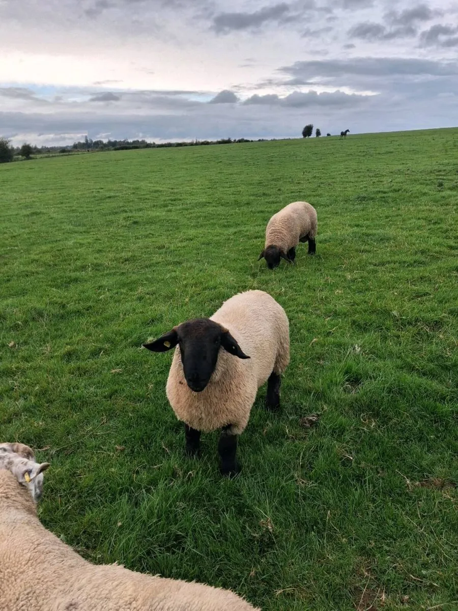 Rams - Image 2