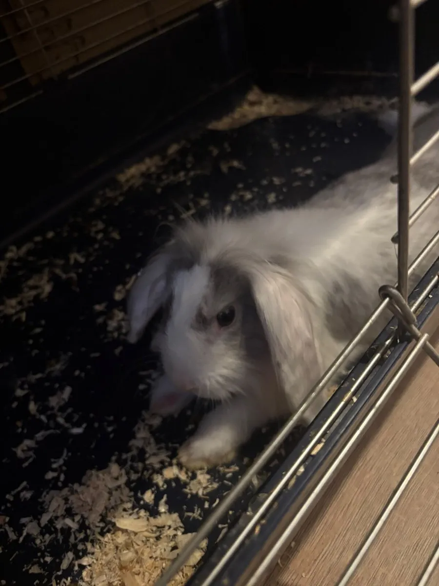 Lop eared doe - Image 3