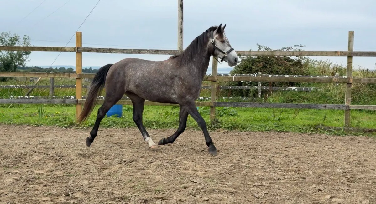 Full connemara 3 year old 15h - Image 1