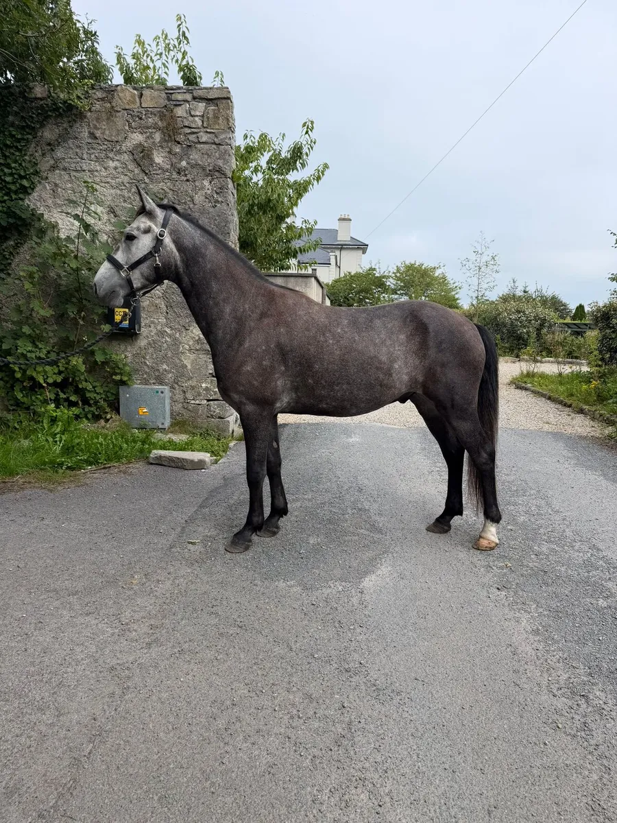 Full connemara 3 year old 15h - Image 2