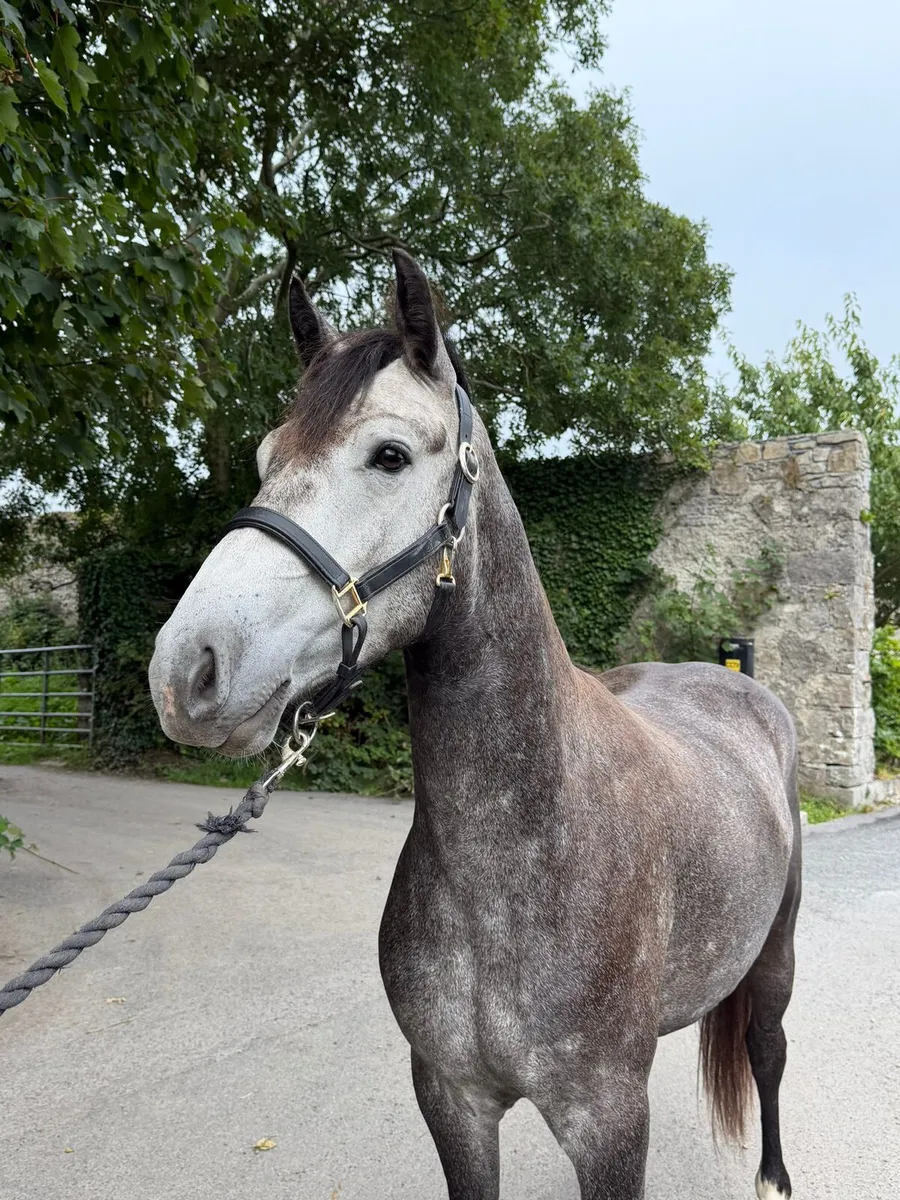 Full connemara 3 year old 15h - Image 3