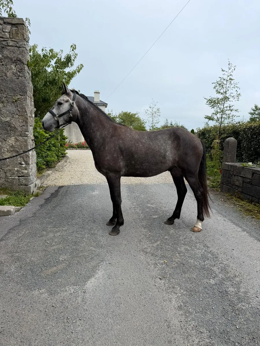 Full connemara 3 year old 15h - Image 4