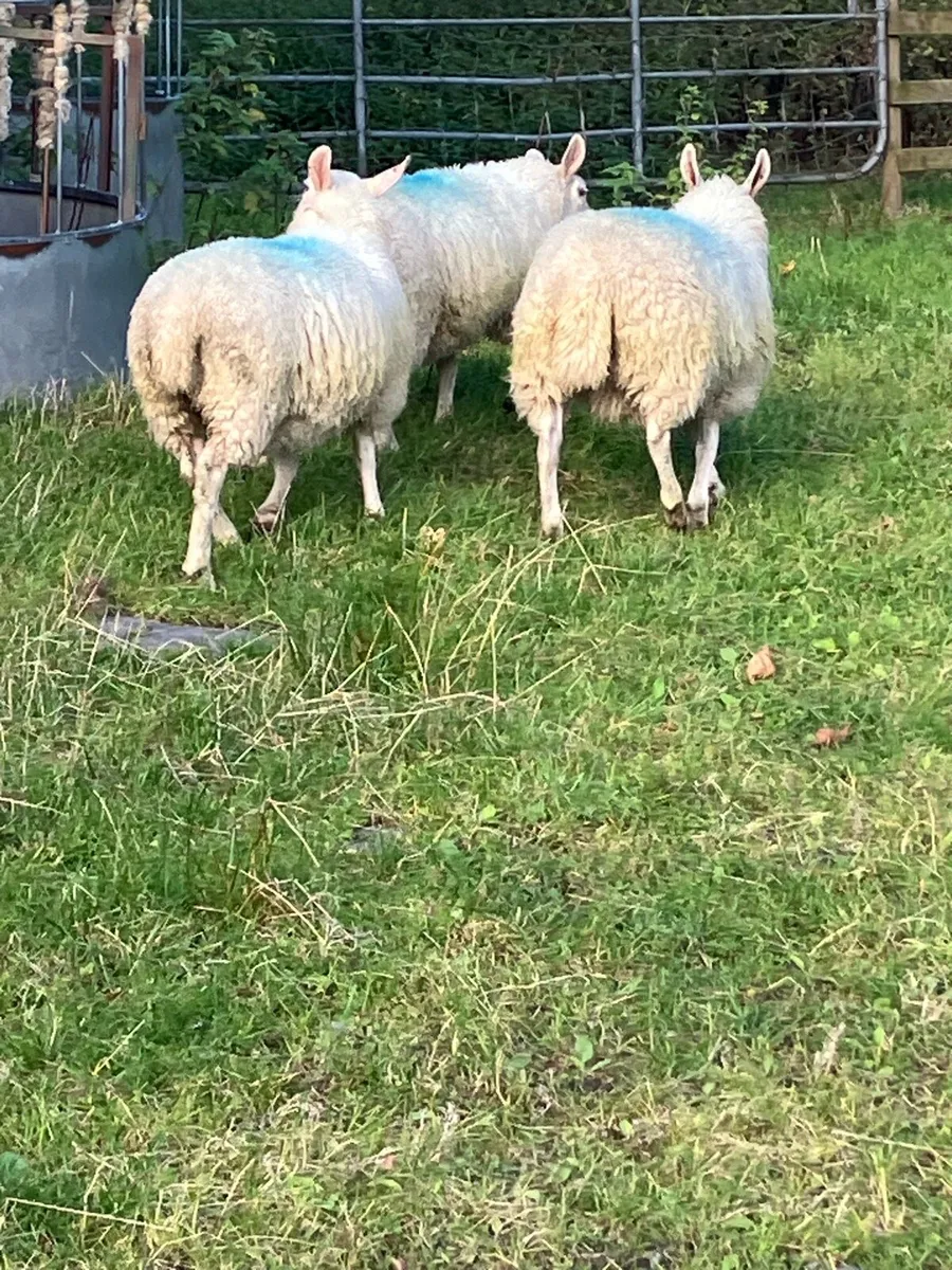 Cheviot ewe lambs - Image 3