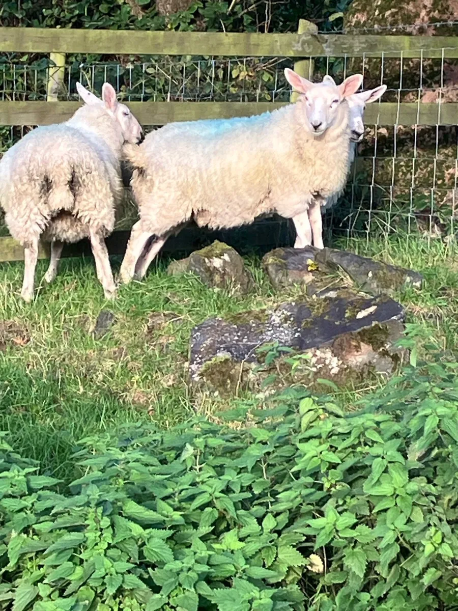 Cheviot ewe lambs - Image 4