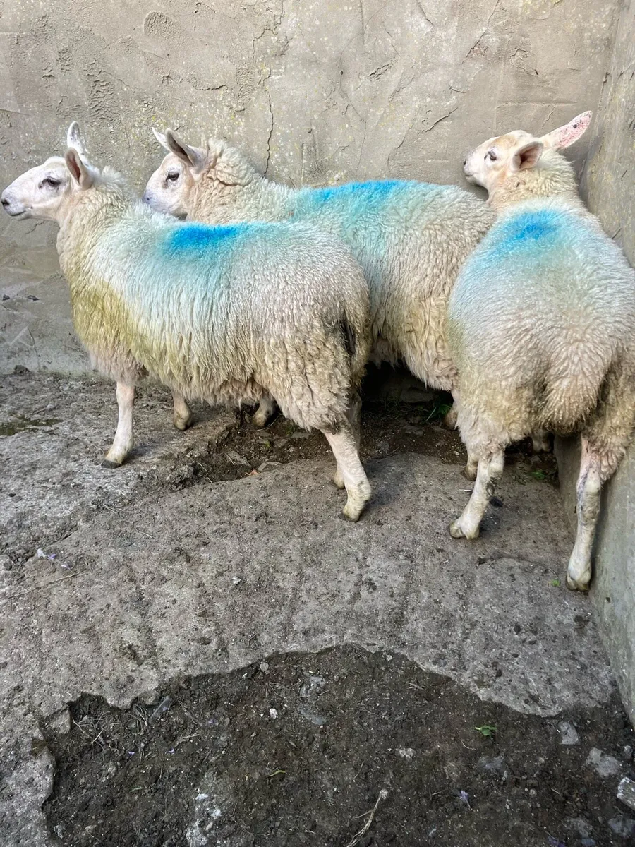 Cheviot ewe lambs - Image 1