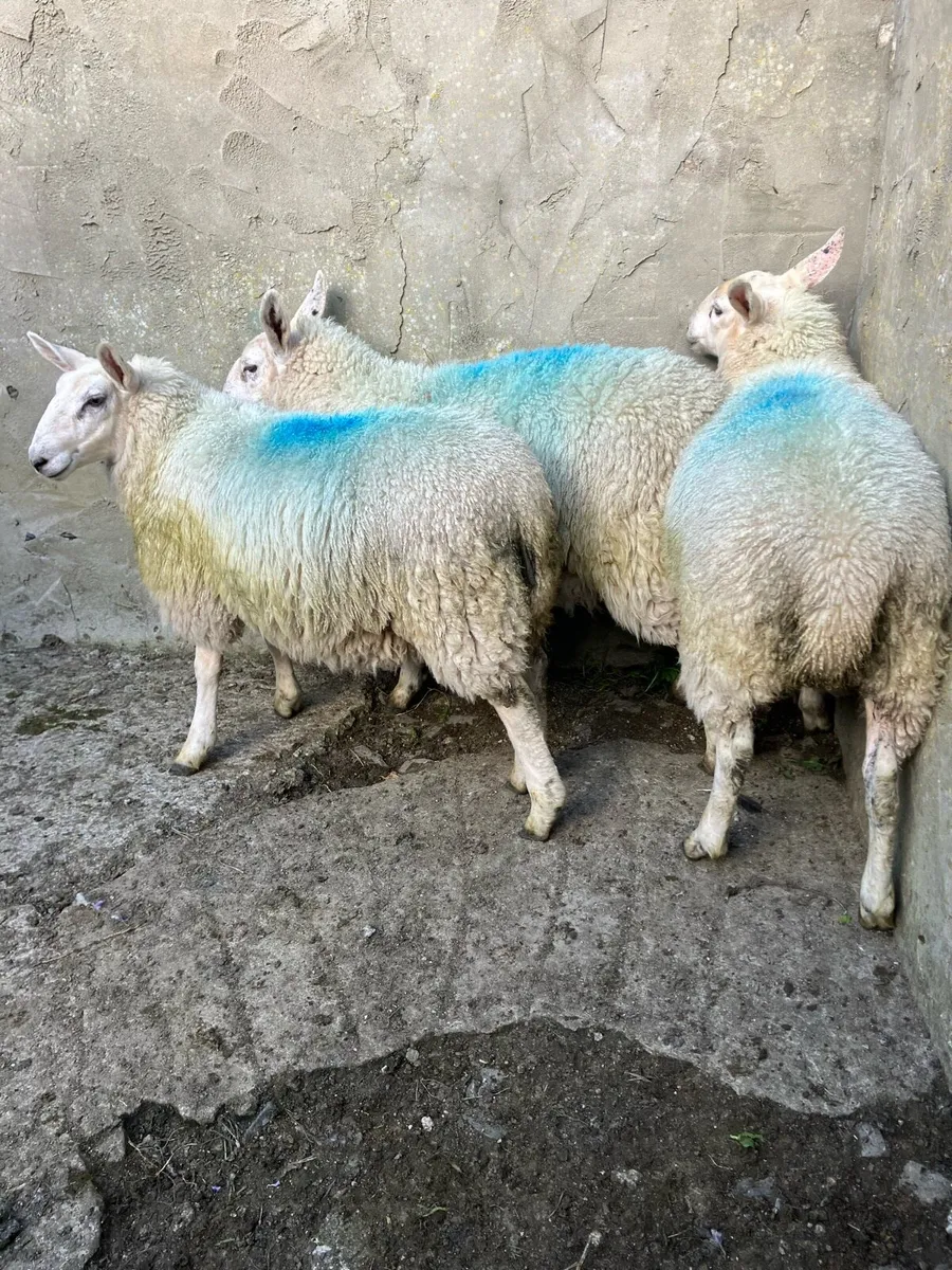 Cheviot ewe lambs - Image 2