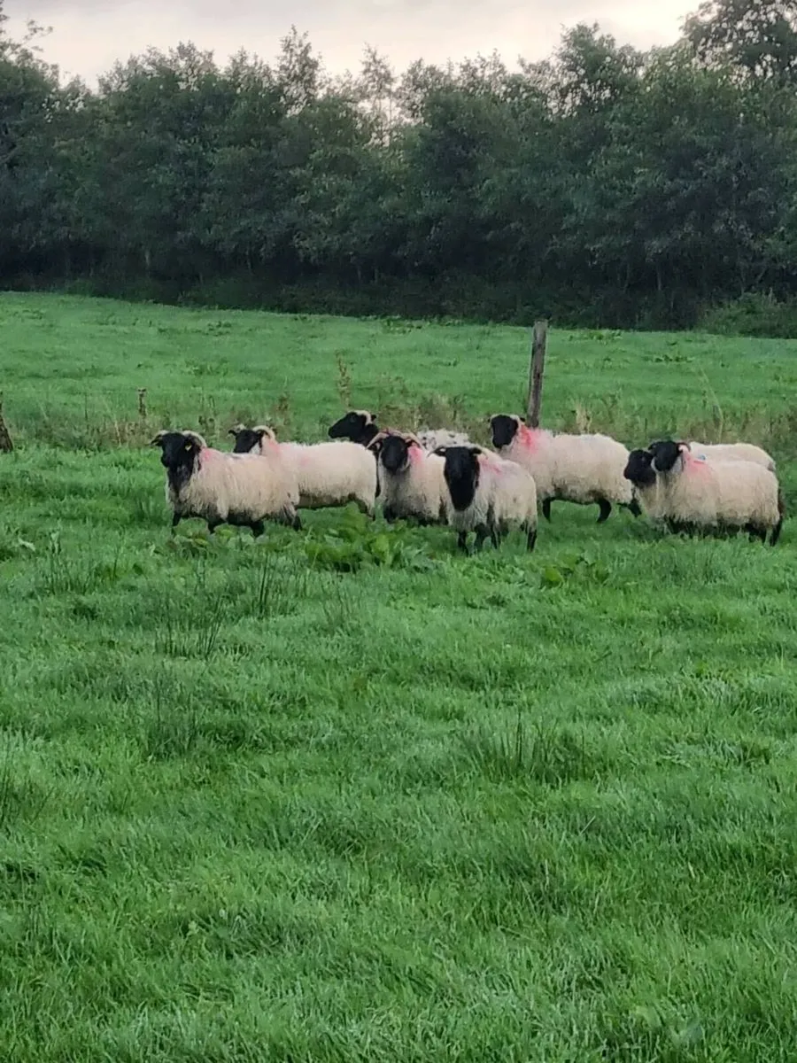 Organic hoggets