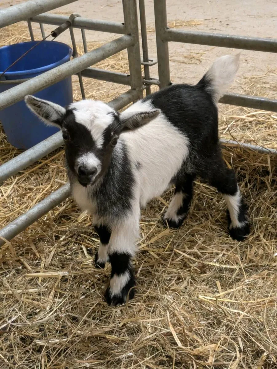 Female Pygmy goat - Image 1