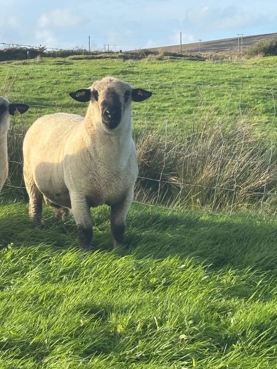Hampshire Down Ram - Image 2