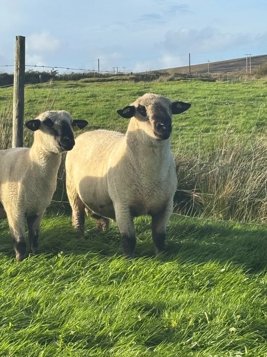 Hampshire Down Ram - Image 1