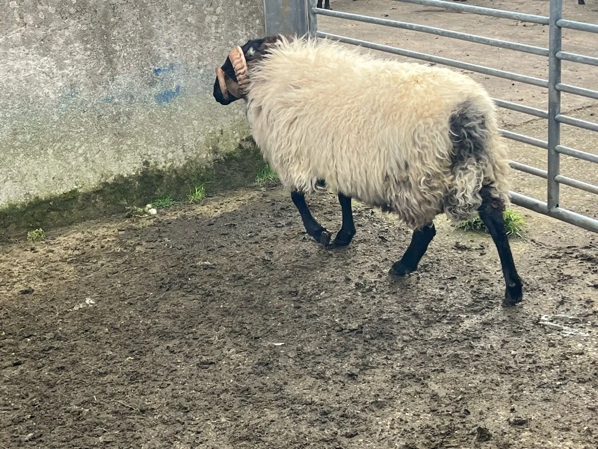Hogget rams - Image 2