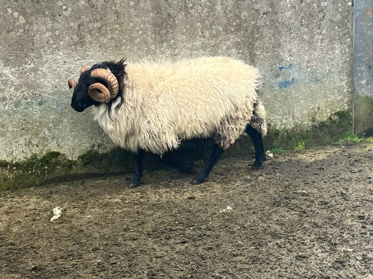 Hogget rams - Image 3