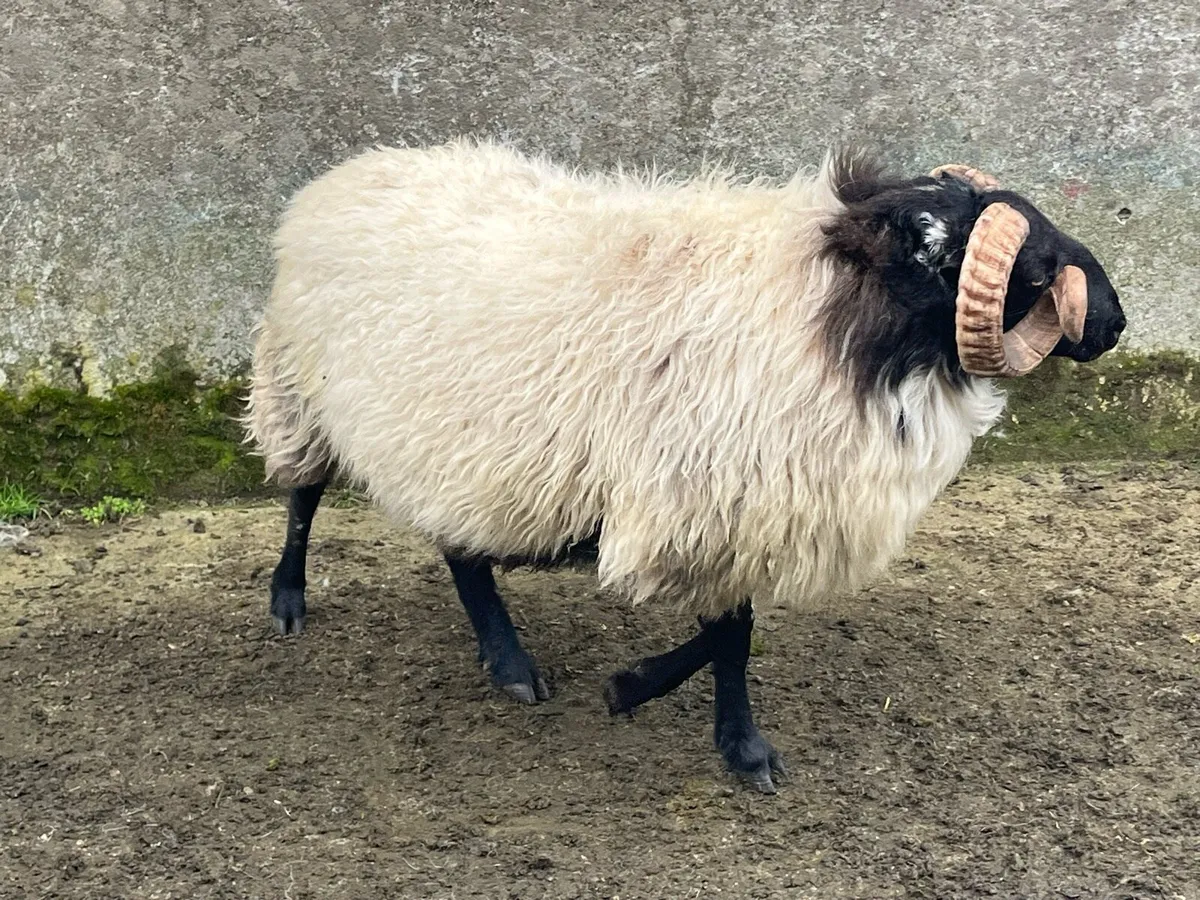 Hogget rams - Image 4