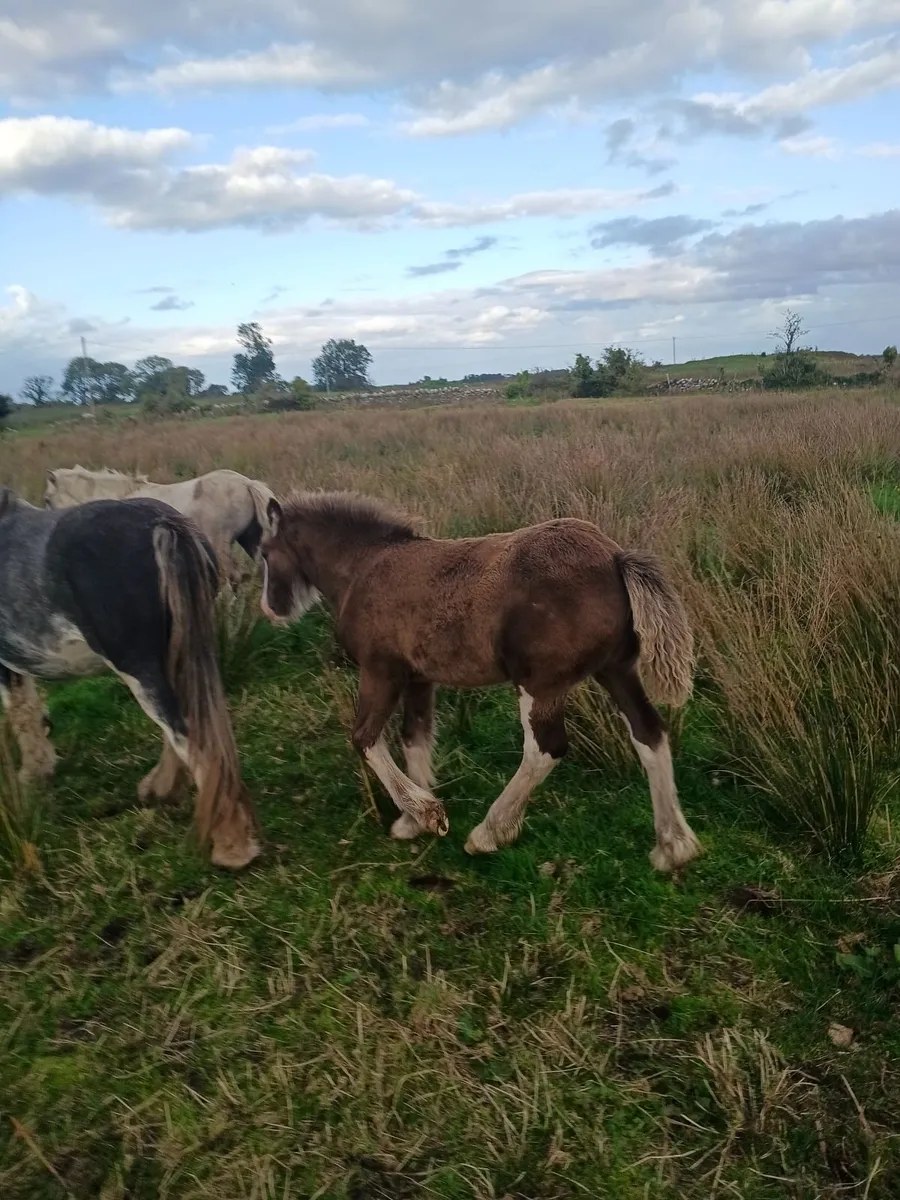 Year & a half cob x fillies , cob colt & filly - Image 3