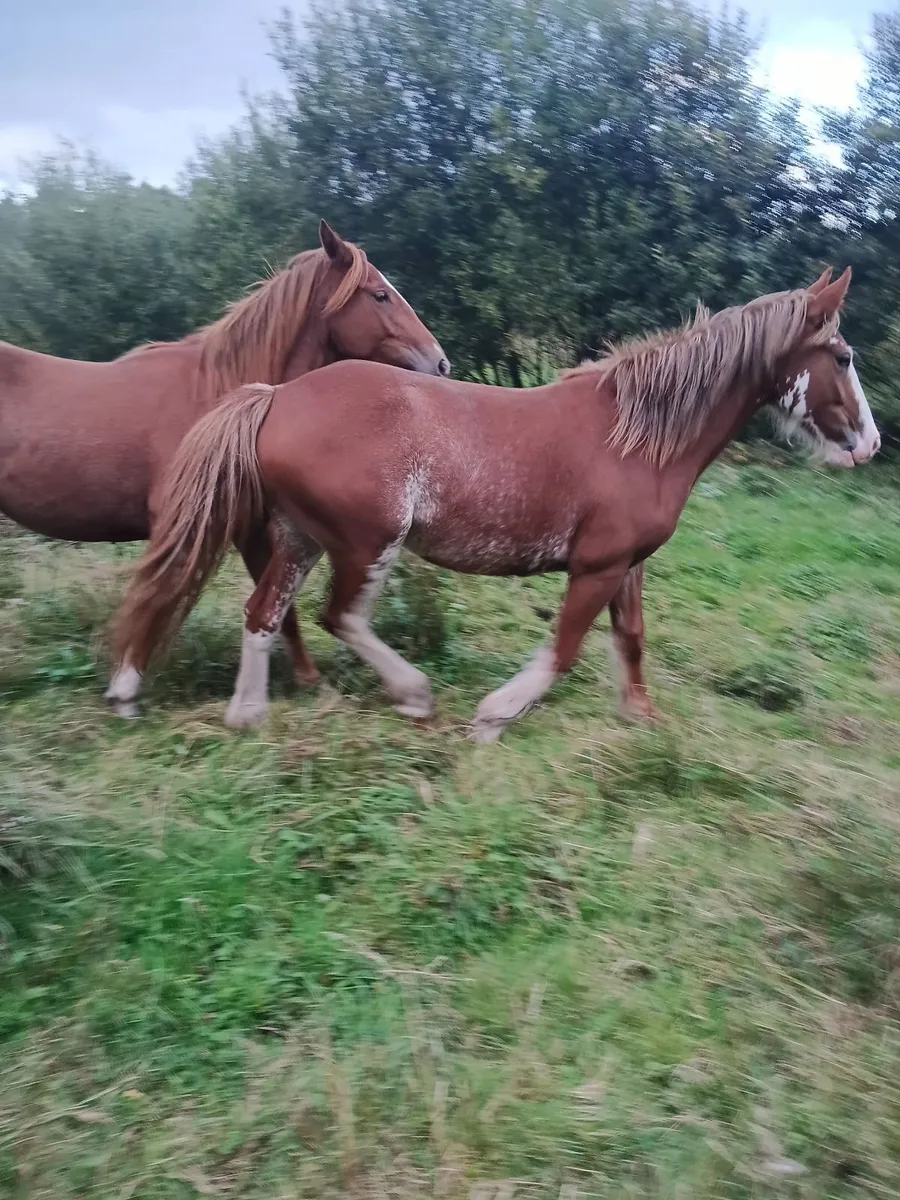 Year & a half cob x fillies , cob colt & filly - Image 4